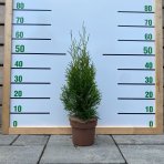 Tuja západná (Thuja occidentalis) ´SMARAGD´ - výška 40-60 cm, kont. C3L